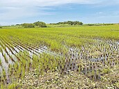 不想種電　口湖鄉盼重劃維持農用