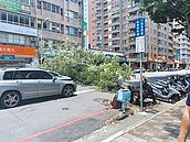 接連樹倒砸車傷人　台中移除270株危木