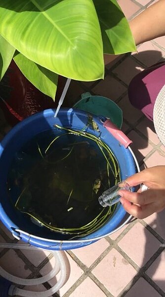 防疫人員在種植水生植物水桶中發現孳生病媒蚊孑孓。圖/高雄市衛生局提供