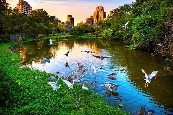 大安森林公園大生態池是最佳欣賞野鳥景點。圖／台北市政府提供