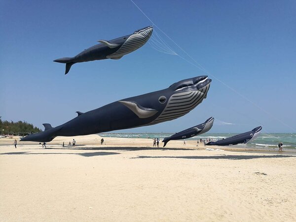新竹市國際風箏節9／2、3登場，2隻全球最大30米鯨魚風箏首度同台放飛。圖／新竹市產發局提供