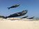 新竹市國際風箏節「這天起」登場　全球最大30米鯨魚風箏放飛　再送限量小風箏