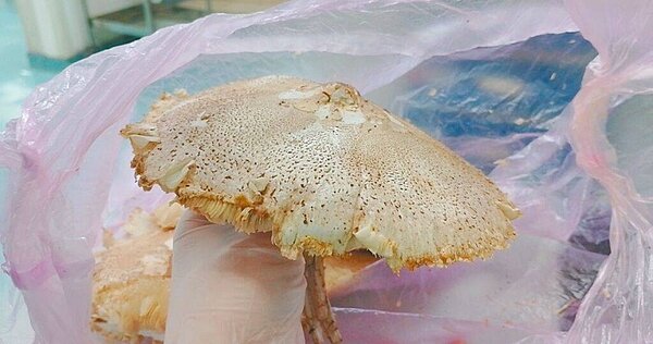 婦人在公園誤將有毒的綠褶菇採回家食用,出現中毒休克現象,緊急送醫救回一命。(圖/光田綜合醫院提供)