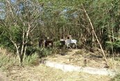 恆春馬場業者在國有林地擅自整地、墾植　屏檢起訴