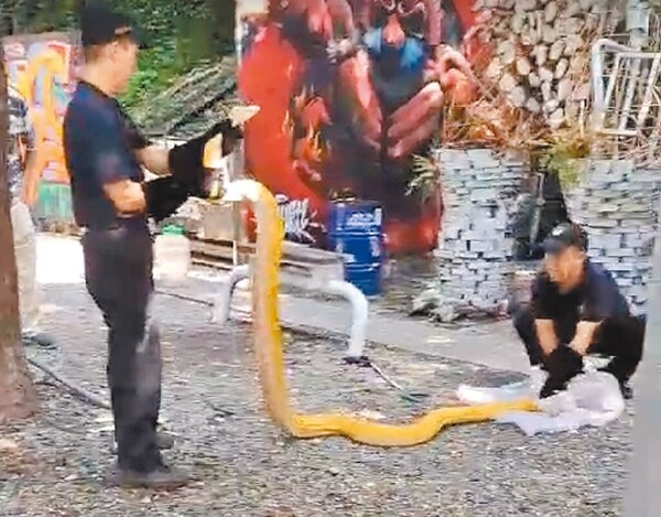 西門町電影公園出現身長3公尺的黃金蟒蛇，嚇壞不少民眾，飼主發現是自己養的蛇後24日已出面領回。圖／民眾提供