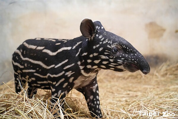 馬來貘「貘樹」和「Putri」今年7月26日誕下一隻雄性寶寶。圖／台北市立動物園提供