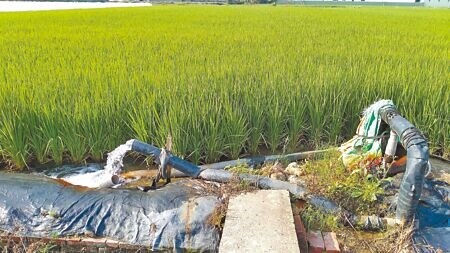 國人食米量逐年遞減，政府在水資源競用區實施大區輪作，也藉此減少農業用水。（本報資料照片）