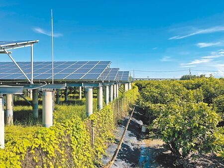 極端氣候引發缺水問題,頻繁休耕被光電業者視為新商機,廣租農地種電,未來恐衝擊糧食供應。圖為屏東蓮霧園變身光電場。(謝佳潾攝)