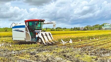 嘉南地區是台灣重要的糧倉,但連續3年休耕頻繁,讓懷抱農夢的返鄉青農叫苦連連。(本報資料照片)