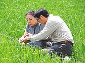 免驚！蜘蛛入侵嘉義　防檢局：應無害