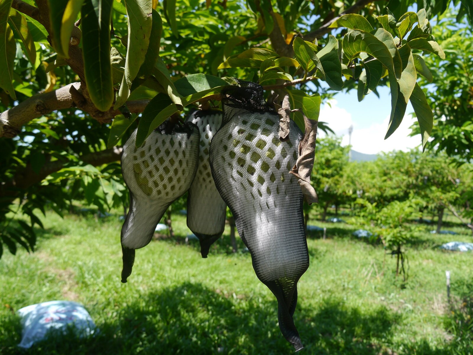 釋迦怕強風摧殘,颱風來襲,台東農民在尚未成熟果實外加上透明網袋,另增設支架鞏固果樹。記者徐白櫻/攝影