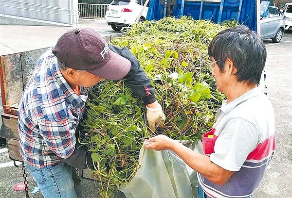 為鼓勵民眾移除有植物殺手之稱的小花蔓澤蘭，苗栗縣即日起到10月底，由造橋鄉、通霄鎮公所協助，以每公斤5元收購小花蔓澤蘭。（苗栗縣政府提供／李京昇苗栗傳真）