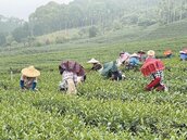 越南茶冒充台灣茶獲獎　南投茶農判4個月