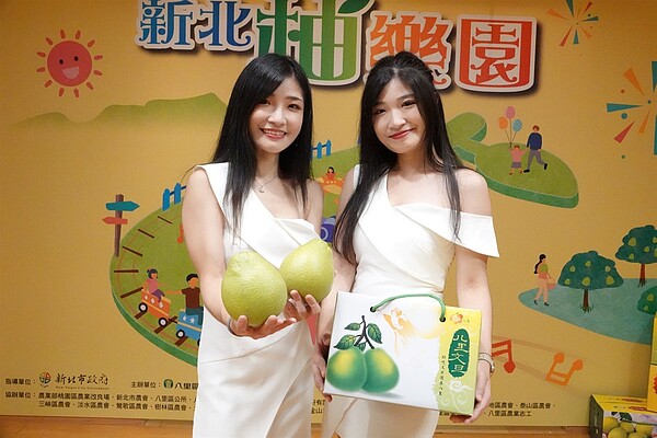 新北文旦柚正式上市,新北市農業局推薦大家品嚐果肉香甜Q彈的文旦柚,清爽吃了停不下來。圖/農業局提供