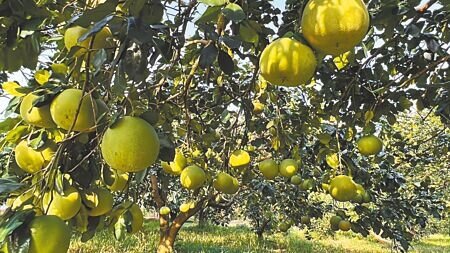 蘇拉颱風逼近,台東柚果農加緊搶收熟果,但仍有近半尚未成熟的柚果掛在樹上。(蕭嘉蕙攝)