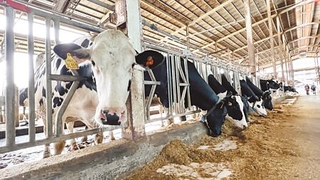 
2025年紐西蘭牛乳可以零關稅進口，勢必衝擊國內酪農產業。（張毓翎攝）
