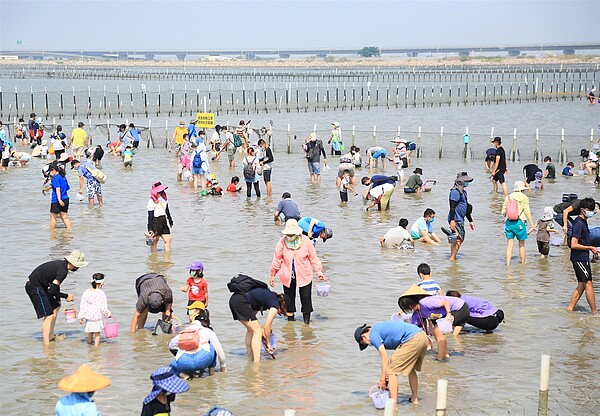 台南「觀光赤嘴園挖文蛤體驗」將於於9月16日登場。圖／台南市觀旅局提供