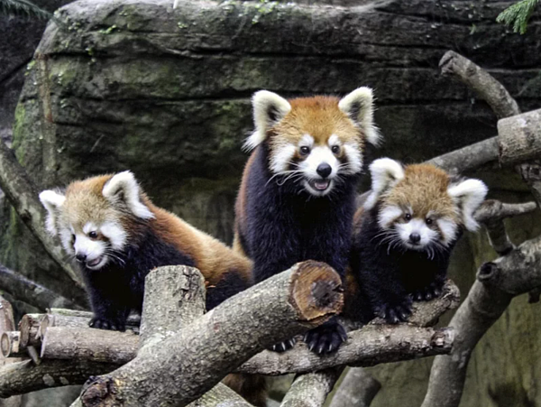 台北市立動物園小貓熊家族現在亟需規畫引進新血緣，台北市長蔣萬安也在雙城論壇中，向上海市長龔正提及此事。圖／台北市立動物園提供