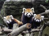 蔣萬安盼小貓熊來台繁衍　北市動物園：期待好消息