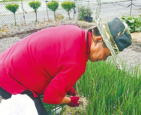 台東名店「榕樹下米苔目」創辦人黃共獅與市場商販結義，合作栽種無毒蔥菜提供店用。（摘自榕樹下米苔目臉書／蕭嘉蕙台東傳真）