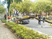 台北2起路樹砸人　1死1輕傷