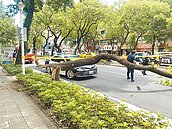 台北2起路樹砸人　1死1輕傷