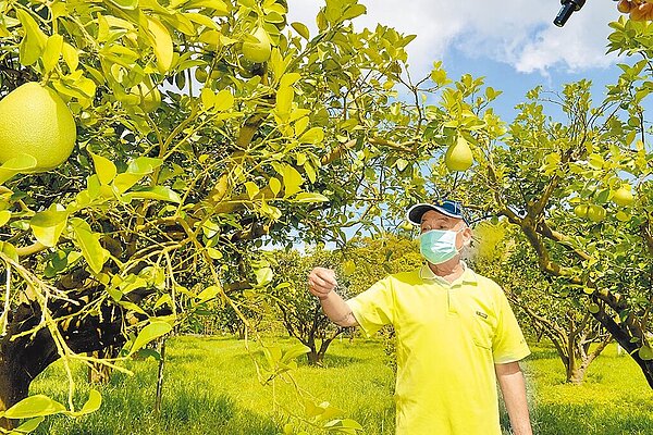 苗栗縣西湖鄉盛產文旦柚，今年4、5月受雨勢影響，文旦樹結果率差，受害面積超過2成，海葵颱風襲台，不少柚農3日趁著風雨小，搶收果實。圖／苗栗縣政府提供