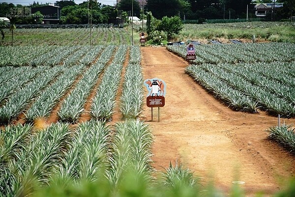 旺萊山鳳梨文化園01