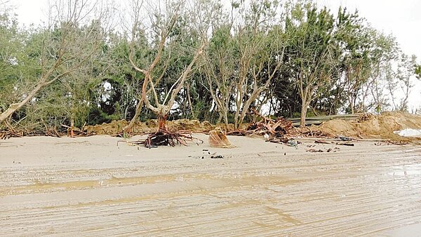 台南北門雙春海岸原破口的北邊，出現另一個寬40公尺的大破口，造成保安林樹木倒塌，恐怕會加劇海岸線退縮。（讀者提供／張毓翎台南傳真）