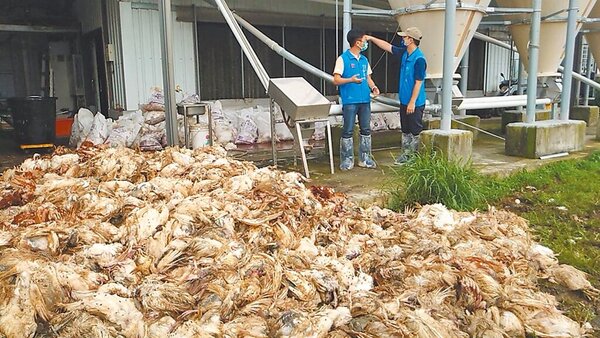 台東養雞場3萬多隻雞屍總重量近60公噸，其中30公噸化製，其餘焚化處理。圖／讀者提供