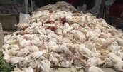 海葵災損持續　台東雞場缺電逾3千雞隻暴斃