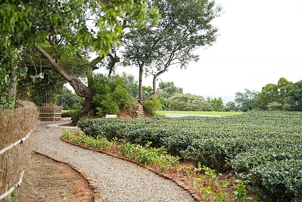 湖口秘境「茶香步道」完工。圖/新竹縣政府提供