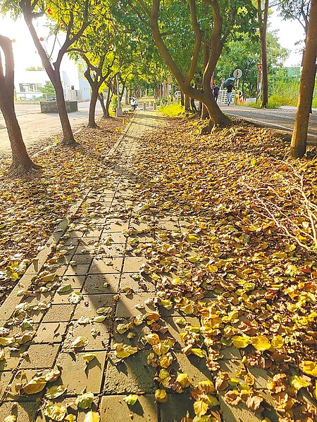 台中知名景點潭雅神綠園道，近日遍地落葉未清理，台中市議員周永鴻抨擊市府未妥善維護，恐難吸引觀光客上門。圖／周永鴻提供