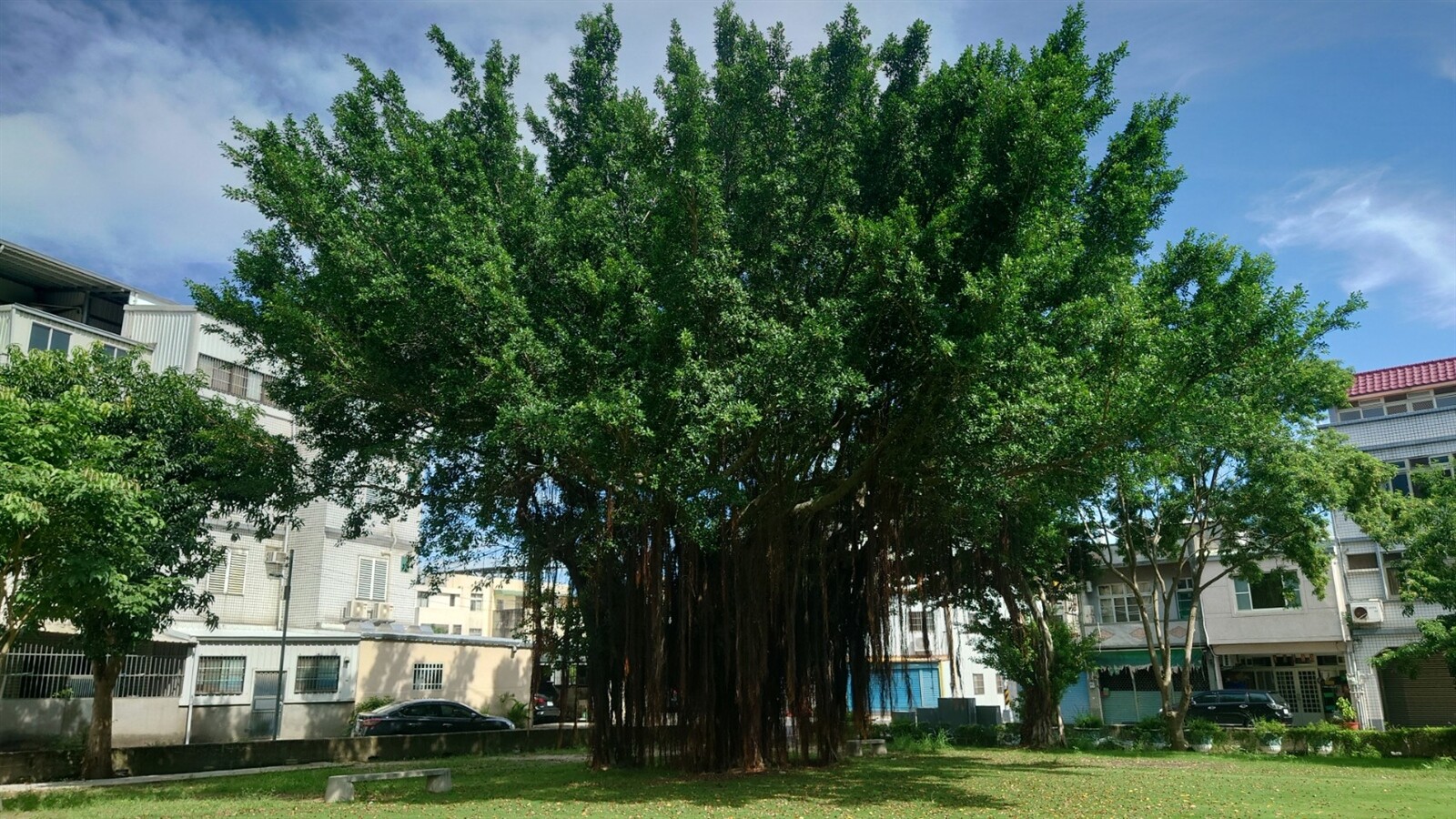 苗栗縣審計室旁興建295戶社會住宅案，縣都市計畫委員會最近修正通過，現場多棵老樹生長狀況良好，要求保或移植。記者范榮達／攝影 