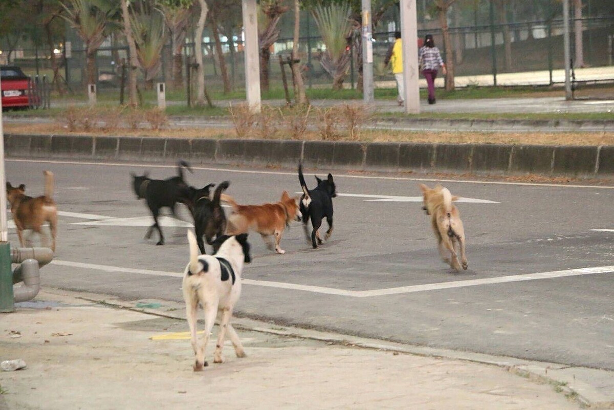 警方發現,陳翁已在家中死亡多日,且臉部、手腳和內臟都遭2隻愛犬啃食。(示意圖與本新聞無關)。圖/民眾提供