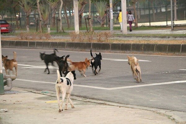 警方發現,陳翁已在家中死亡多日,且臉部、手腳和內臟都遭2隻愛犬啃食。(示意圖與本新聞無關)。圖/民眾提供