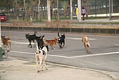 竹東老翁死後遭2愛犬啃食　警破門驚：內臟都沒了