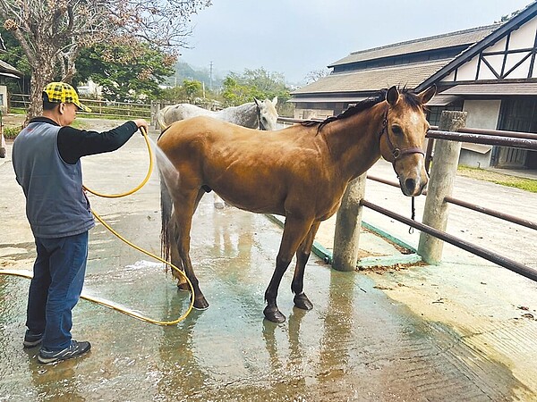 台中后里馬場飼養26匹馬，委外經營後，馬匹出現營養不良情況，其中更有9匹在今年3月底前死亡。（台中市府提供／林欣儀台中傳真）