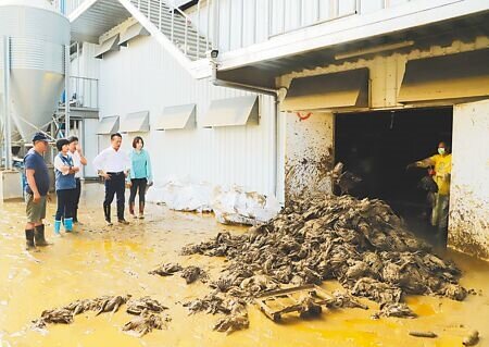嘉義910暴雨成災,水上鄉一間蛋雞場當天遭洪水灌入,水淹200公分,場內飼養6萬隻雞全數溺斃, 業者清理雞屍堆成小山。(呂妍庭攝)