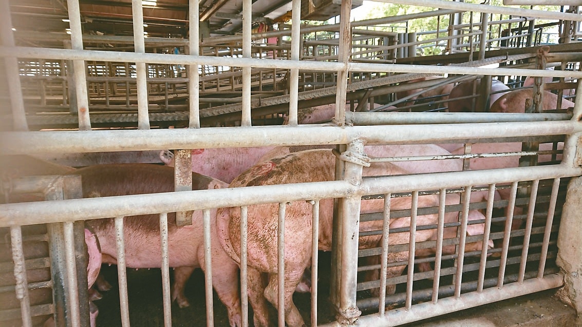 彰化縣肉品市場恢復拍賣毛豬，但仍無法上肉品市場官網查閱資料。記者簡慧珍／攝影 