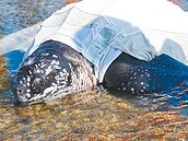 瀕絕革龜、海豚枉死　體內發現疑似釣線
