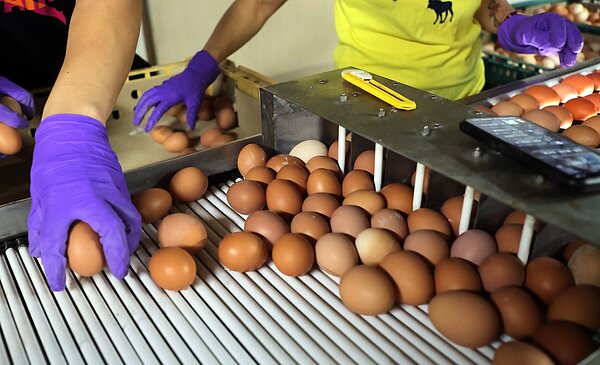 台南市教育局表示學生營養午餐只用國產雞蛋。情境示意圖。記者杜建重/攝影