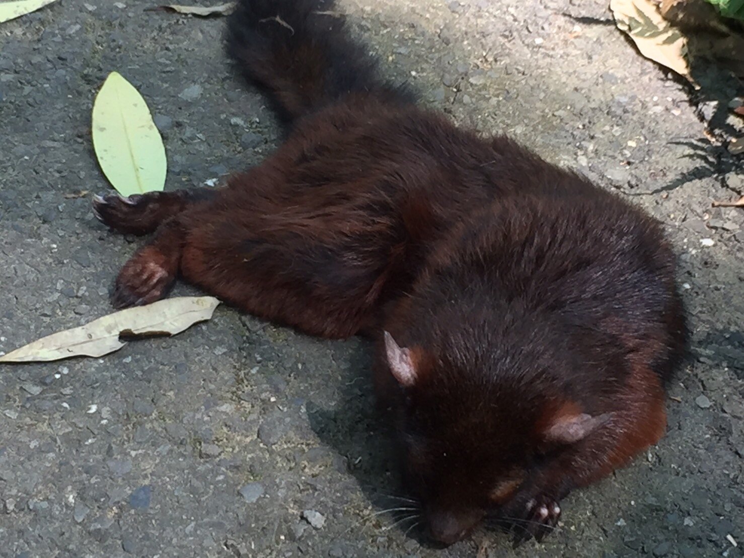 飛鼠示意圖。圖/聯合報系資料照片