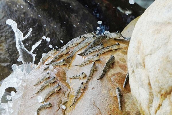 小彈塗魚大潮時經常出現在香山濕地賞蟹步道周邊石頭上。圖／新竹市政府提供