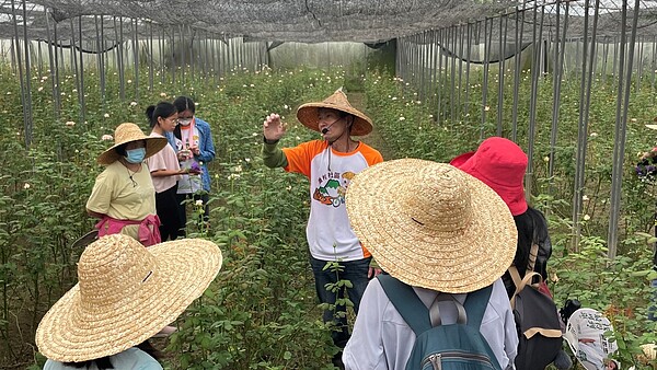 鎌村社區舉辦玫瑰產業鏈行銷推廣活動，推廣當地獨有的玫瑰產業，帶領遊客走入有機玫瑰田採摘玫瑰花。圖／台中市政府提供