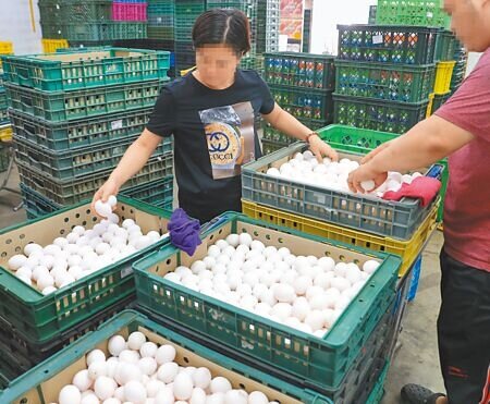 進口蛋風波越滾越大,地方衛生局稽查發現蛋商已將有食安問題的進口蛋銷往下游後,已引發民眾疑慮。18日蛋行員工正仔細挑選新鮮雞蛋,以確保批發出去的雞蛋品質無虞。示意圖,非新聞當事者。(季志翔攝)