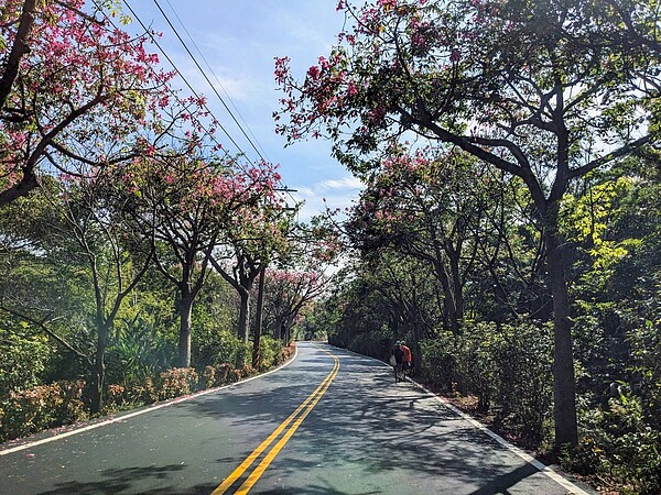 位於新北市淡水區奎柔山路，是淡水知名的美人樹大道。圖／新北市景觀處提供