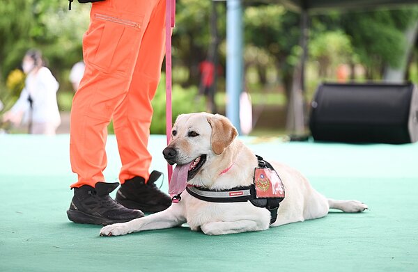 桃園2公園將增設寵物友善專區。圖/桃園市政府提供