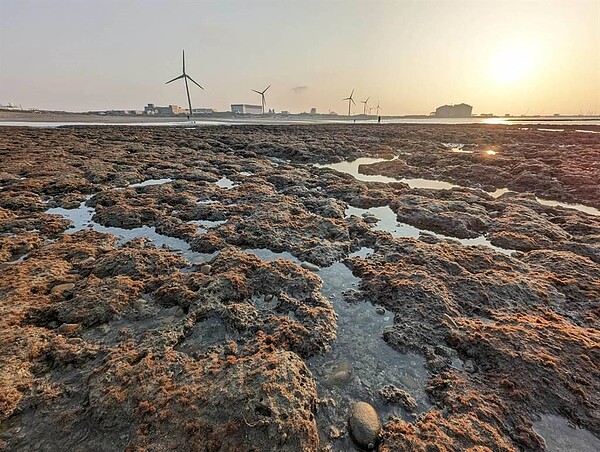 桃園市海岸管理工程處預計將觀音白玉藻礁畫為重要溼地，預計9月底辦理意見徵詢會。圖／桃園市海管處提供