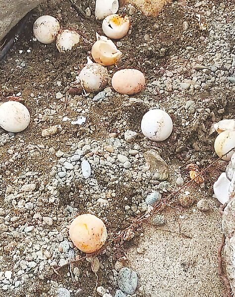 台東蘭嶼鄉八代灣沙灘驚見綠蠵龜卵窩裸露,部分遭遊蕩犬隻啃食,數量難以估計。(讀者提供/蕭嘉蕙台東傳真)